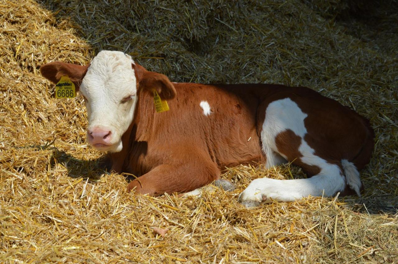 ブレッド Tourist Farm Mulejヴィラ エクステリア 写真