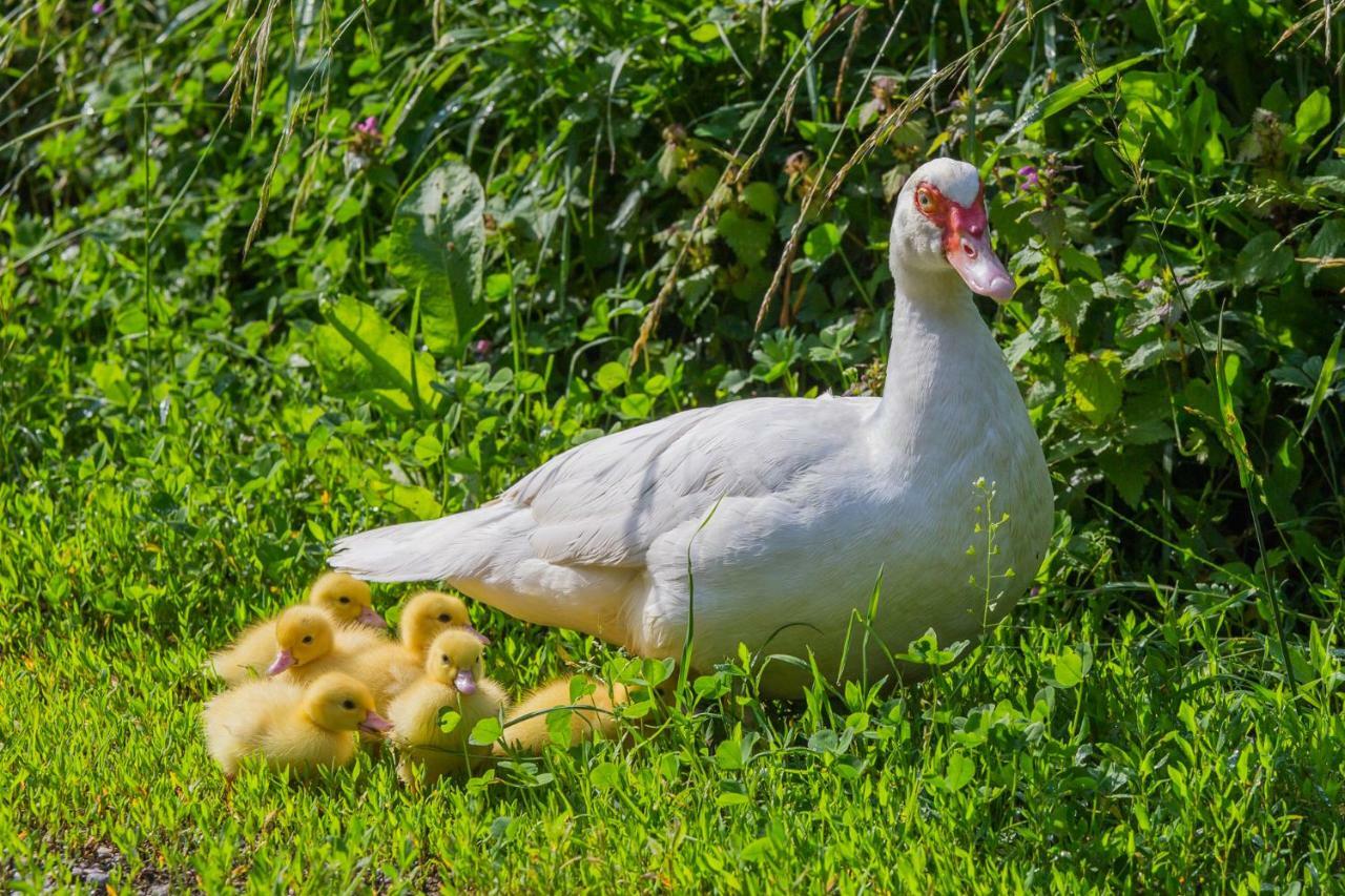 ブレッド Tourist Farm Mulejヴィラ エクステリア 写真